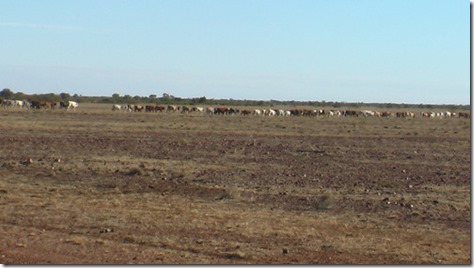 Cattle on the Barkley